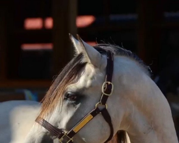 dressage horse Rchr Walking On Sunshine (Bashkir / Bashkir Curly / Curly Horse, 2014)