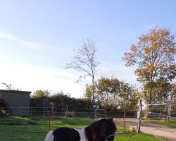 stallion Elmhorst Fitschi (Shetland Pony, 2009, from Blazefield Franco)