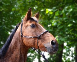 broodmare Mirabell (Oldenburg, 1992, from Andrew)