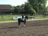 dressage horse Donatella 27 (Bavarian, 1996, from Don Primero)