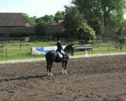 dressage horse Donatella 27 (Bavarian, 1996, from Don Primero)