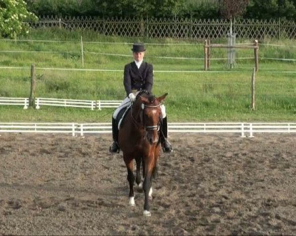 dressage horse Sunny Crocket 4 (Oldenburg, 2001, from Sunny-Boy)