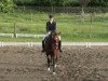 dressage horse Sunny Crocket 4 (Oldenburg, 2001, from Sunny-Boy)