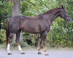 broodmare Desireè (Hanoverian, 2010, from Davignon I)