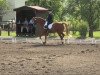 dressage horse Wiefein (Hanoverian, 2000, from Weltbogen)