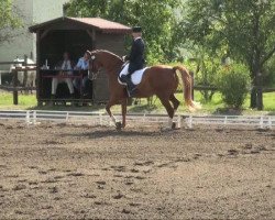 dressage horse Wiefein (Hanoverian, 2000, from Weltbogen)