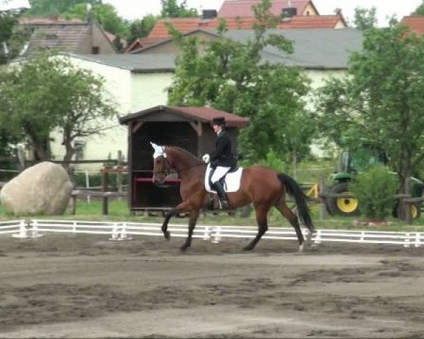 jumper Colleen (German Sport Horse, 2006, from Collini)