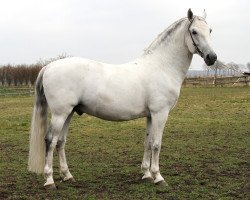 stallion KL-Siglavy-Rigoletta (Lipizzaner, 2001, from Siglavy Servola-49)