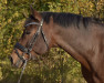 Dressurpferd Moneymaker G (Deutsches Reitpony, 2007, von Montelino G)