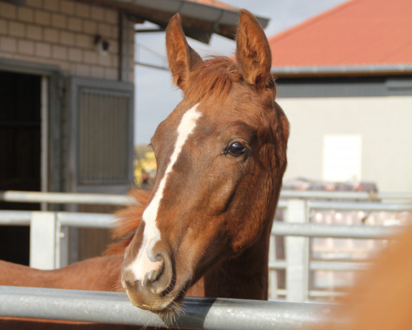 dressage horse Sibirius Black (Westphalian, 2022, from So Unique)