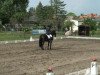 dressage horse Centimo (German Sport Horse, 2006, from Celentano)