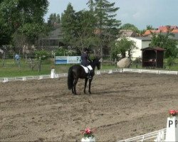 dressage horse Centimo (German Sport Horse, 2006, from Celentano)