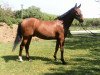 dressage horse Raschido San Diego (Hanoverian, 2006, from Royaldik)