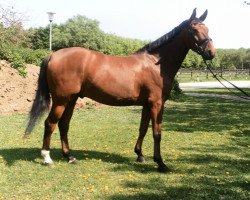 dressage horse Raschido San Diego (Hanoverian, 2006, from Royaldik)