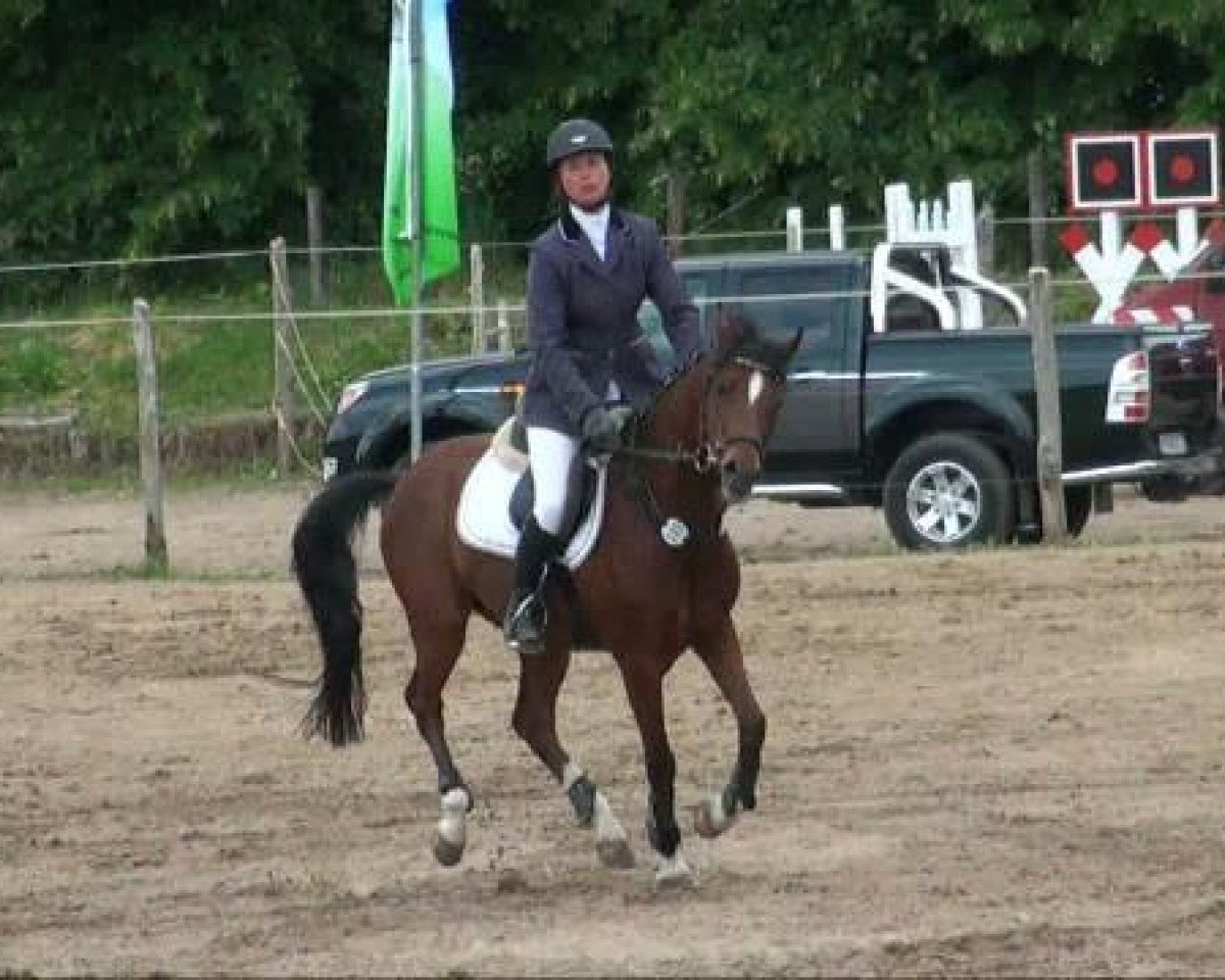horse Vodka Energy (Welsh Partbred, 2005, from Aester El Nino)