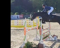 jumper Bella Donna 173 (Holsteiner, 2016, from Balou du Rouet)