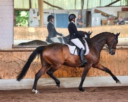 dressage horse D'yavie (Hanoverian, 2012, from Danone 4)