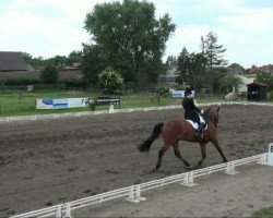 dressage horse Athlet 117 (Mecklenburg, 1999, from Azarro (Aachen))