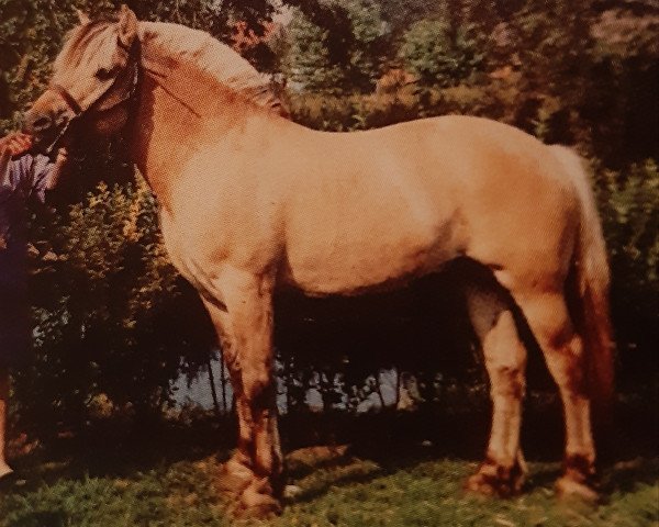 stallion Bronse N.1887 (Fjord Horse, 1980, from Pluto N.1831)