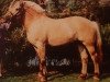 stallion Bronse N.1887 (Fjord Horse, 1980, from Pluto N.1831)