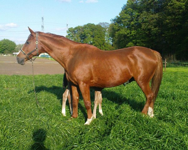 broodmare Pandora (Westphalian, 1992, from Phantom)