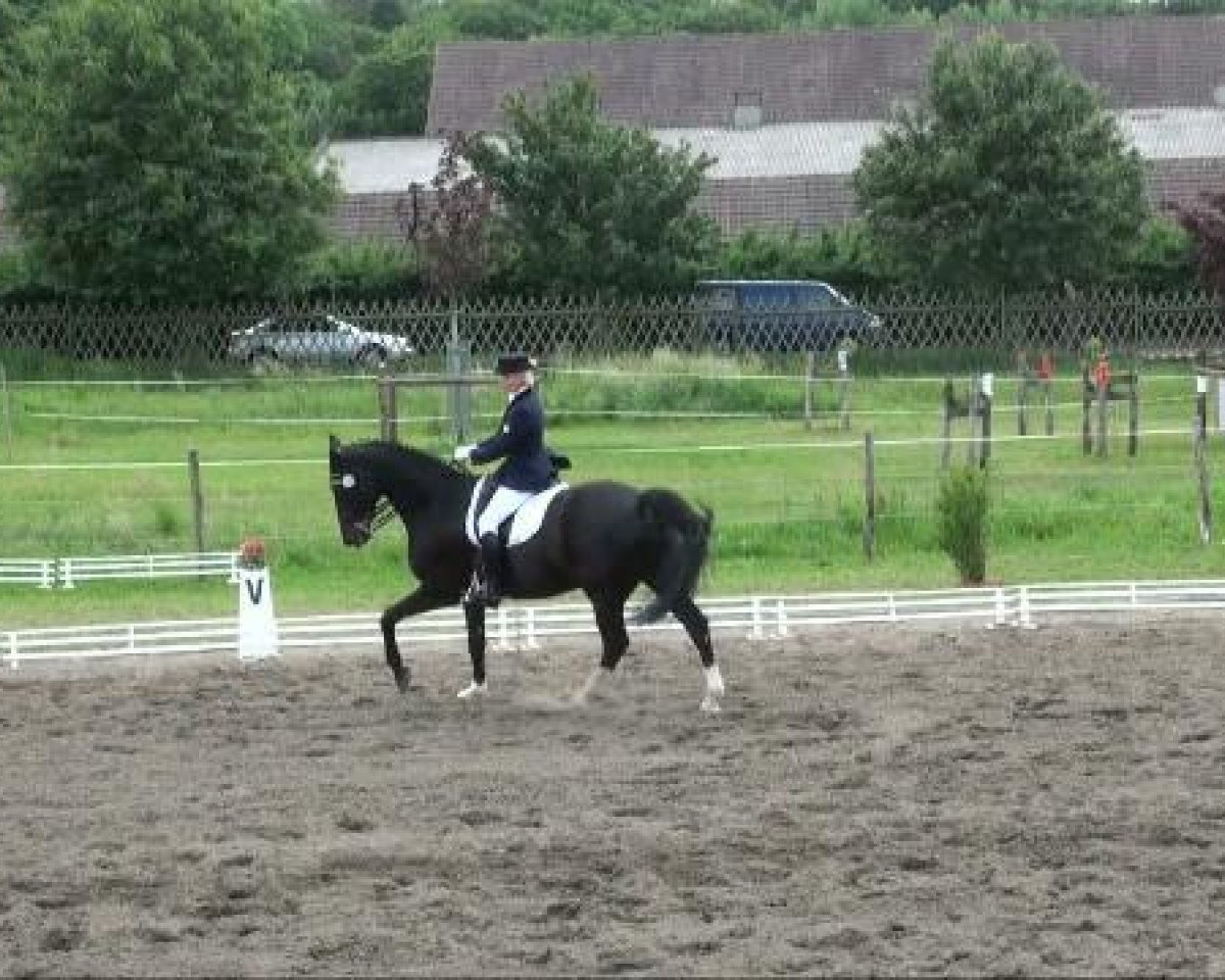 horse Ferre (Westphalian, 1997, from Florestan I)