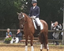 dressage horse Sinfonie 217 (Hanoverian, 2016, from Sarotti Mocca-Sahne)