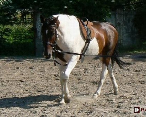 horse Lagos (Little-Poland (malopolska), 2003, from Emeryt)