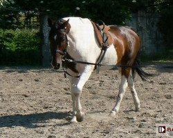 horse Lagos (Little-Poland (malopolska), 2003, from Emeryt)