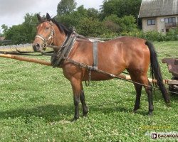 broodmare Lolli Pop (Little-Poland (malopolska), 2011, from Deren)