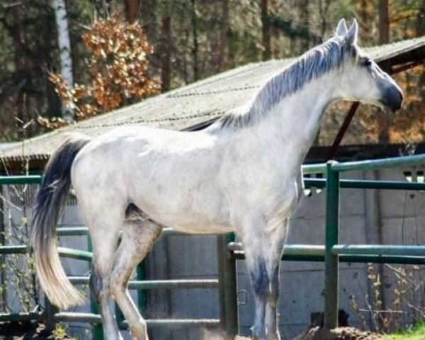 stallion Euroboss (Little-Poland (malopolska), 2000, from Bok)