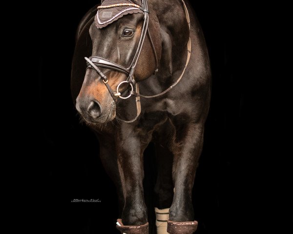 dressage horse Galtiero (Hanoverian, 2004, from Glueckspilz)