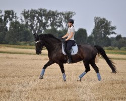 dressage horse Loskarno (Polish Warmblood, 2009, from Zoom)