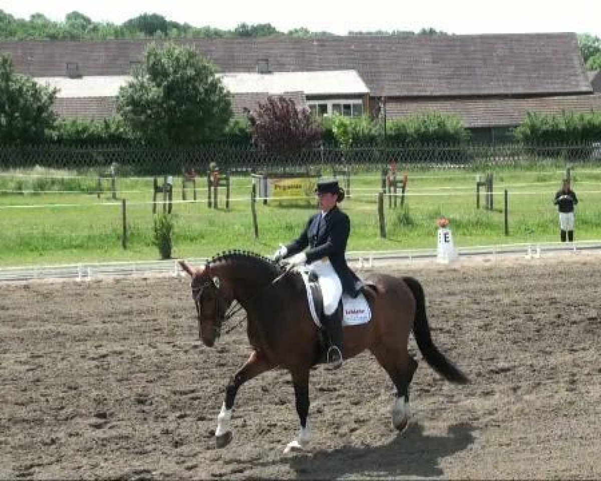 horse Up to date 13 (Sachse, 1999, from Wettiner Prinz)