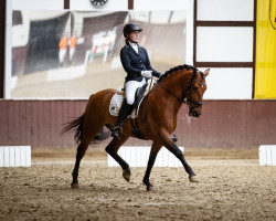 dressage horse Viajero FSR (Pura Raza Espanola (PRE), 2015, from Joyero XXIV)