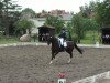 dressage horse Donatello 114 (Hanoverian, 1998, from Donnerschwee)