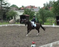 dressage horse Donatello 114 (Hanoverian, 1998, from Donnerschwee)