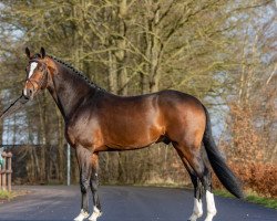 stallion Tout de Suite (Belgian Warmblood, 2019, from Amadeo van 't Vossenhof Z)