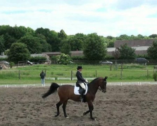 dressage horse Monsieur d'Artagnon 2 (Hanoverian, 1998, from De Niro)