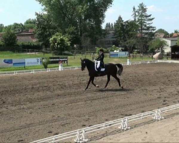 dressage horse Rhapsodie T (Sachse, 1999, from Rutowski)