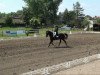 dressage horse Rhapsodie T (Sachse, 1999, from Rutowski)