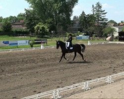 dressage horse Rhapsodie T (Sachse, 1999, from Rutowski)