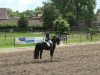 dressage horse De Luxe 34 (Hanoverian, 2000, from De Niro)