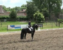 dressage horse De Luxe 34 (Hanoverian, 2000, from De Niro)