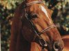 stallion Hitchcock (Hanoverian, 1983, from Hill Hawk xx)