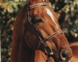 stallion Hitchcock (Hanoverian, 1983, from Hill Hawk xx)