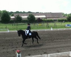 dressage horse DelViano (Hanoverian, 2001, from Del Piero)