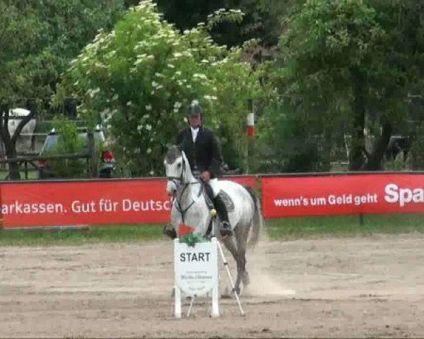 Springpferd Livello's Daughter (Deutsches Sportpferd, 2005, von Livello)