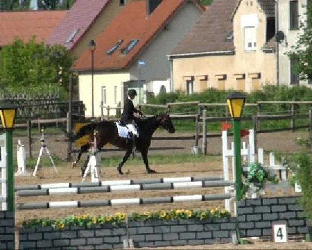 horse Condor St. (German Sport Horse, 2006, from Collini)