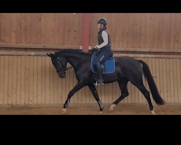 dressage horse Inverness (German Sport Horse, 2019, from In Versuchung)